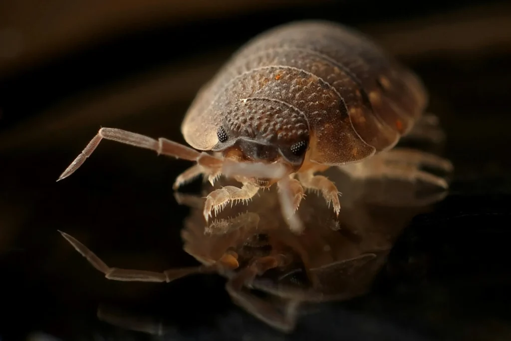 Bed-Bug-Treatment - West Islip Best Pest Pros | West Islip, NY | 631-883-5779